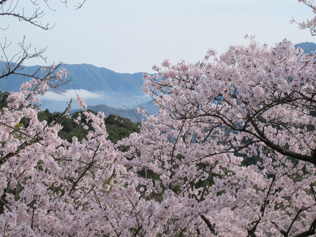 🌸 벚꽃 광장(사쿠라 히로바) 이미지 4